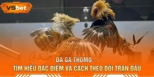 Đá Gà Thomo – Tìm Hiểu Đặc Điểm Và Cách Theo Dõi Trận Đấu